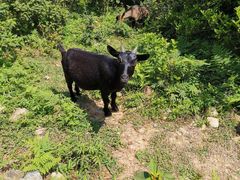 -大姆山草场