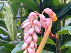 -中国科学院华南植物园