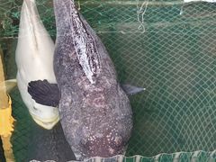 -蓝湾碧波·老字号·疍家非遗海上餐厅