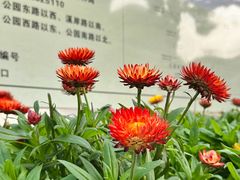 -溪岸路花鸟市场