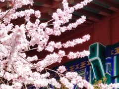 -桃花堤公园