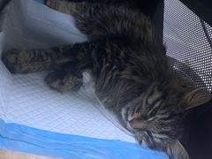 -达爱动物医院·犬猫分区·CT·复杂眼科(远洋山水分院)