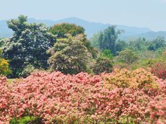 -中国科学院西双版纳热带植物园