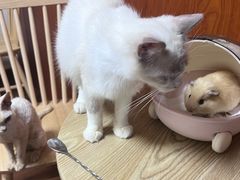 -楼上猫咖(罗湖店)