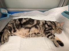 -灵美宠物诊所