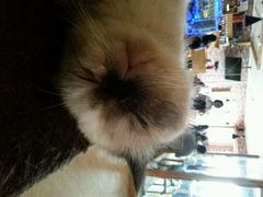 android_upload_pic-喵园·猫主题咖啡厅·撸猫·猫咖(国贸店)