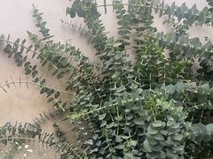 -亭亭鲜花店(中山北路店)