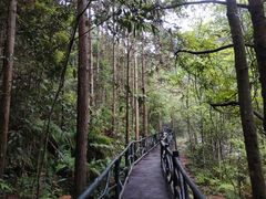 -九龙江国家森林公园