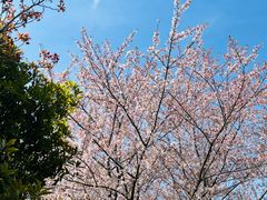 -高东镇樱花园
