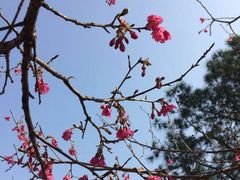 -天适樱花悠乐园