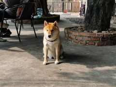 -柴犬高等学院·狗咖·柴犬售卖·宠物训练