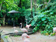 -清迈夜间动物园