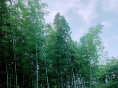 -张鸟园农家乐(张鸟园店)