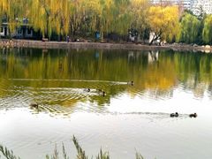 -团结湖公园
