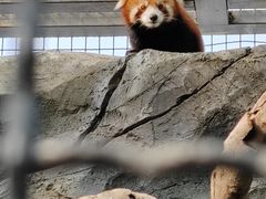 -武汉动物园