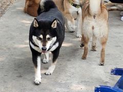 -柴犬高等学院·狗咖·柴犬售卖·宠物训练