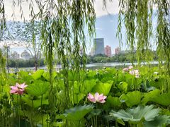 -莲花池公园