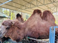 -长白岛森林公园