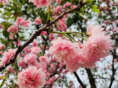 -天适樱花悠乐园