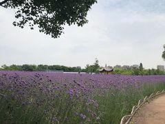 -杭州城北体育公园