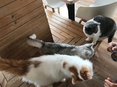 -猫的茶·猫咖