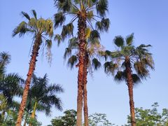 -深圳湾公园(南山区)