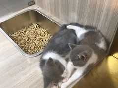 -飞行喵MR PILOT|猫舍·猫咖(静安大融城店)