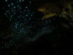 -怀托摩萤火虫洞