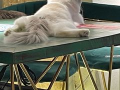 -喵喵咪呀布偶猫咖(春熙路店)