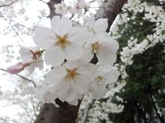 -武汉大学-樱园