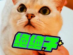 -滚猫咖啡·猫咖·猫友好撸猫(未来城店)