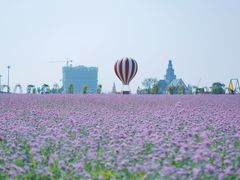 -荷兰花海