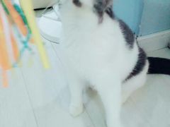 -喵的天空名猫咖啡馆·撸猫·猫舍·用品