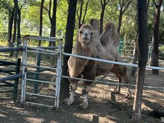 -长白岛森林公园