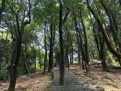 -火炉山森林公园