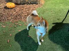 -爪吧宠物乐园 (温榆河示范区店)