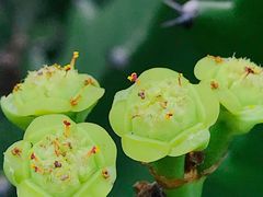 -中国科学院华南植物园