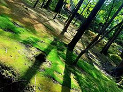 -西芳寺(苔寺)