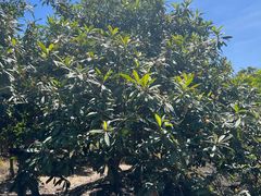 -塘栖枇杷特色园区