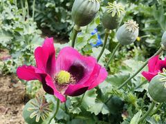 -国家植物园南园