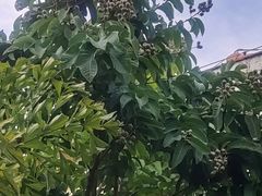 -三亚亚特兰蒂斯度假区