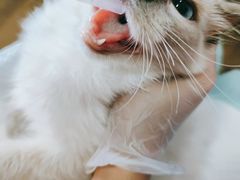 -东方名猫馆·英短金渐层布偶猫舍(环线广场1号楼店)