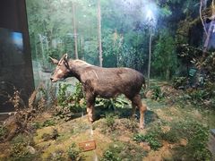 -陕西自然博物馆