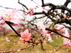 -樂桃源奉贤黄桃种植采摘基地
