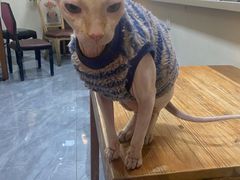 -猫小院猫主题餐厅(南锣旗舰店)
