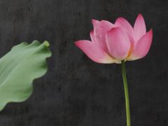 -东山雕花楼