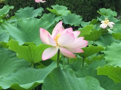 -四川大学(华西校区)