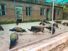 -金龙寺国家森林公园