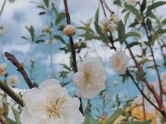 -桃花涧