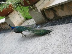 -杭州千岛湖开元度假村